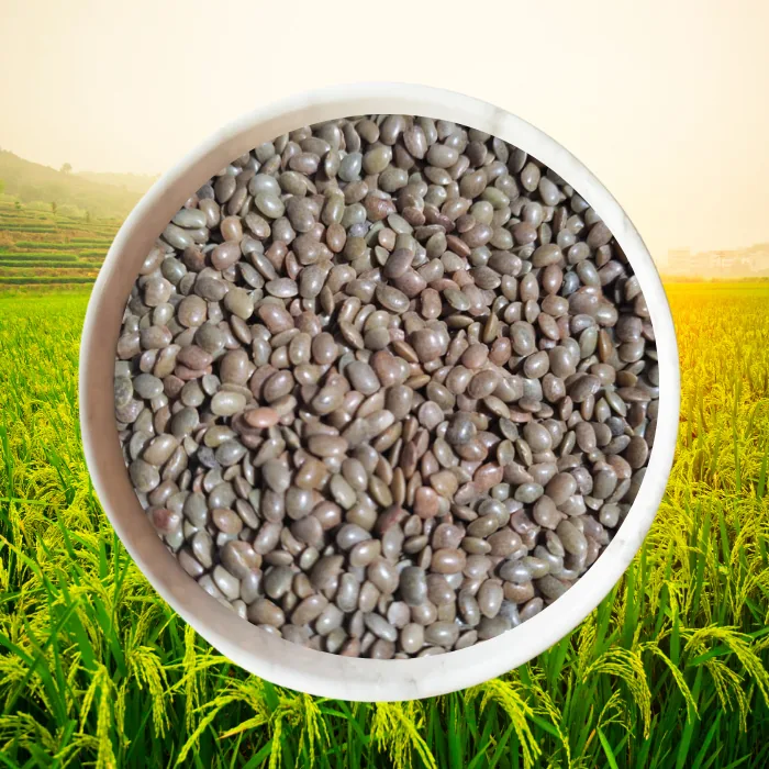 Ragi