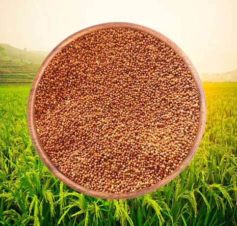Ragi