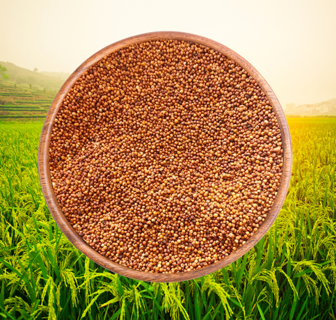 Ragi - Finger Millet from Sri Manteshwara Agro Industries