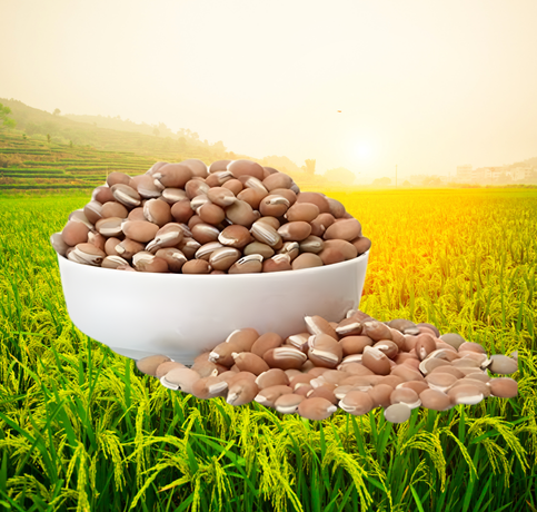 herbal raw materials (1)